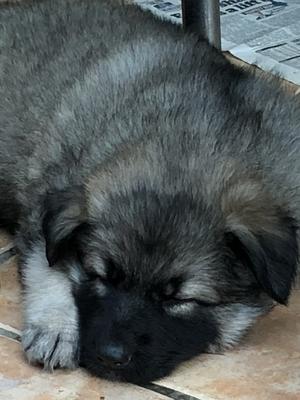 Pup at 5 weeks