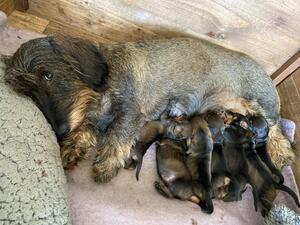 Gloriana (Mina) with pups