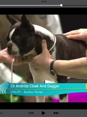 Gabe in the group ring at Crufts 2016