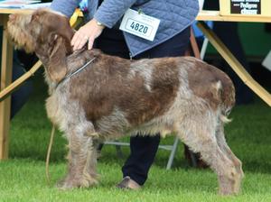 BRIO DI RIMNIS INOSTRICANI (IMP ITA)