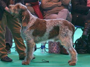 Del Como Inostricani