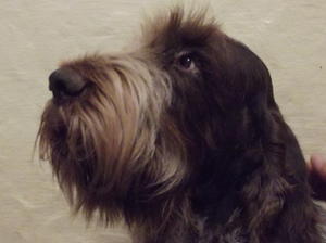 Nella (Redrue Brunella del Feriiia)