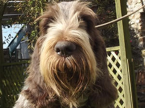 Nella (Redrue Brunella del Feriiia)