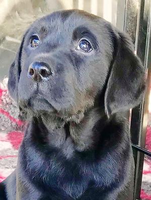 Dolly as an 8 week old puppy