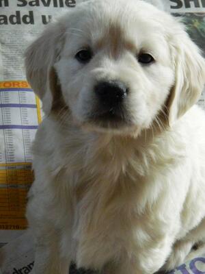golden retriever pup