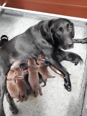 Mum and pups