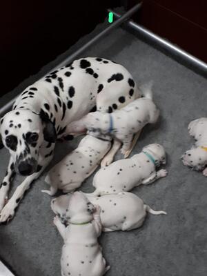 Penny and pups
