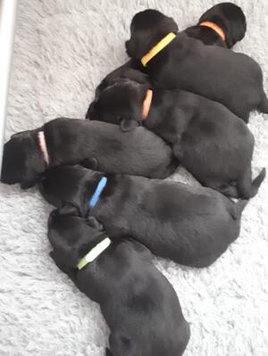 Pups