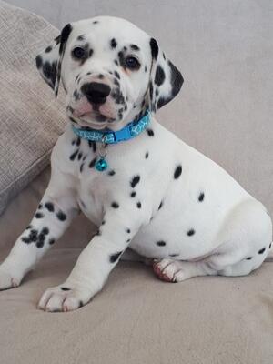 Boy Pup