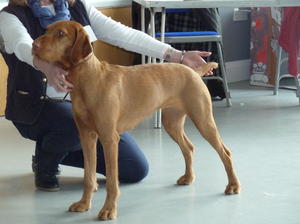 Reserve Best Puppy in Show