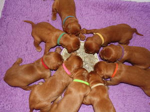 Previous litter