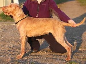 Show dog