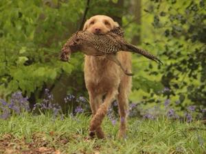 Working Gundog