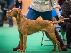 Best Dog/CC @ CRUFTS 2015