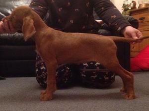 11 weeks old