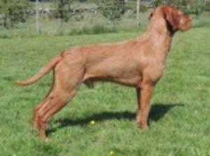 Litter Sire