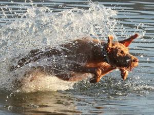 Mayzi after her retrieve