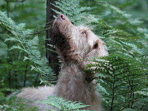 squirrel watching