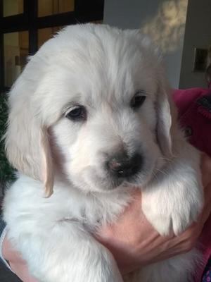 A typical Elvis puppy