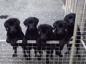 Pups at nine weeks