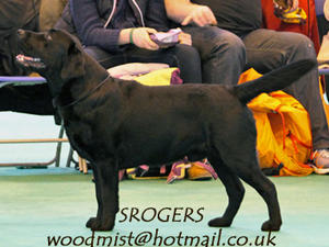 F. Taverner at Crufts