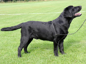 Fabracken Taverner