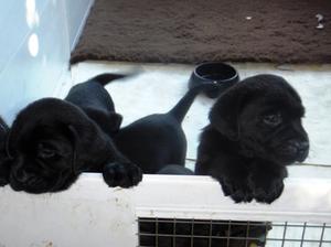 Black pups at 5 wks