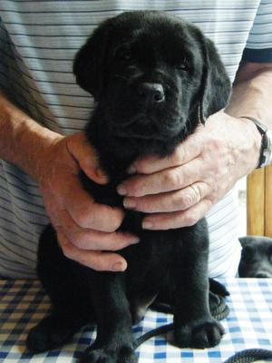 Dog puppy at 6 weeks