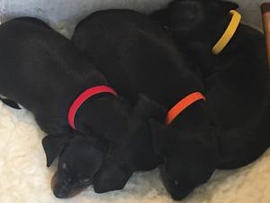 6 weeks old
