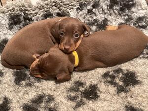 Snuggling Puppies