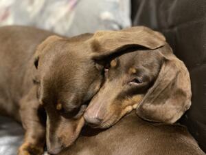 Daisy and Lottie