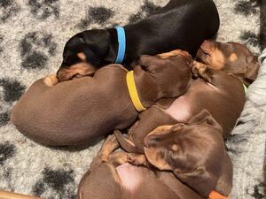 Daisy’s Puppies