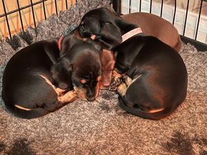 2 of Daisy’s puppies - so content.