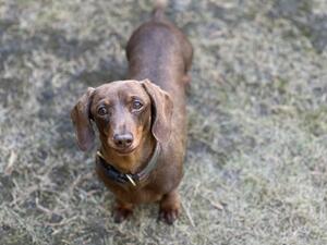 Daisy