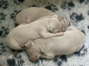 12 DAYS OLD