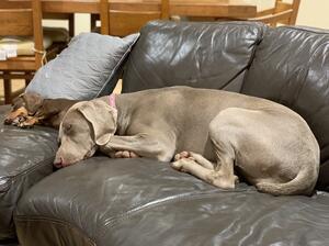 Marley is very much a Family dog.
