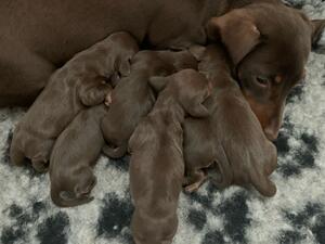 Daisy and Puppies 4 days old