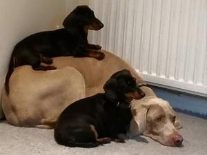 Mia, Ruby and Lexi