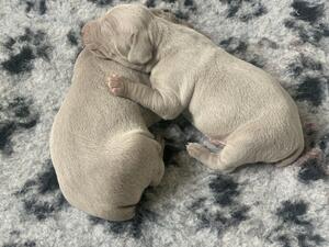 12 DAYS OLD