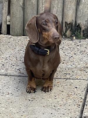 Lottie