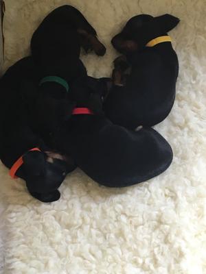 6 weeks old