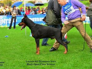 Lucinio del Diamante Nero