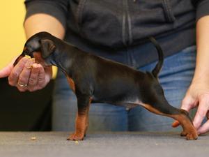 Dobshangrila S... Litter boy 1 at 5 weeks old