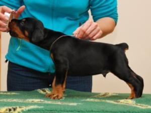 N-Litter at 30 days old