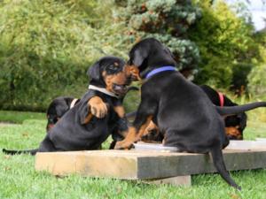 Pups at 4 weeks old