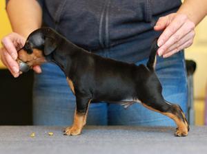Dobshangrila S... litter boy 2 at 5 weeks o;d