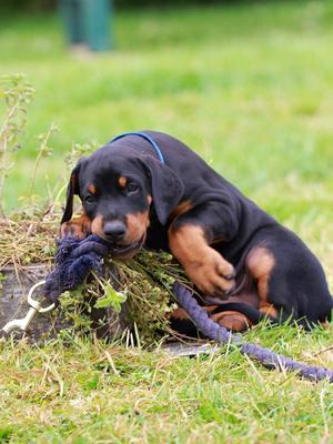 Blue collar biy at 6 weeks old