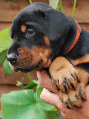 N-Litter at 30 days old