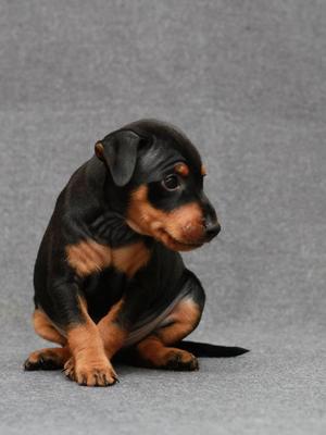 Dobshangrila S.... litter boy 3 at 5 weeks old