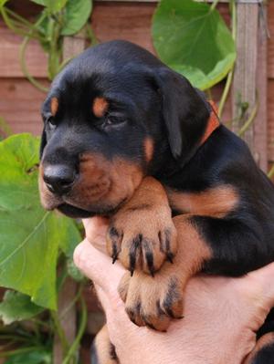 N-litter at 30 days old